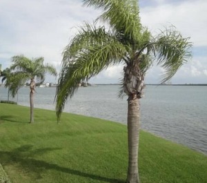 Pa Palma 