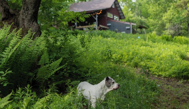 The Studio with a View. Bring your dog, too! in Brattleboro