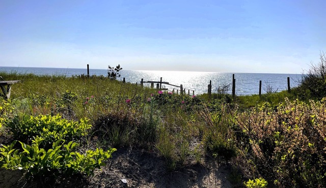 Windswept on Campground Beach in Eastham