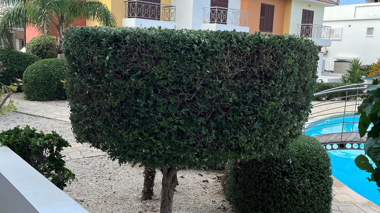 Photo of Outdoor in Paphos