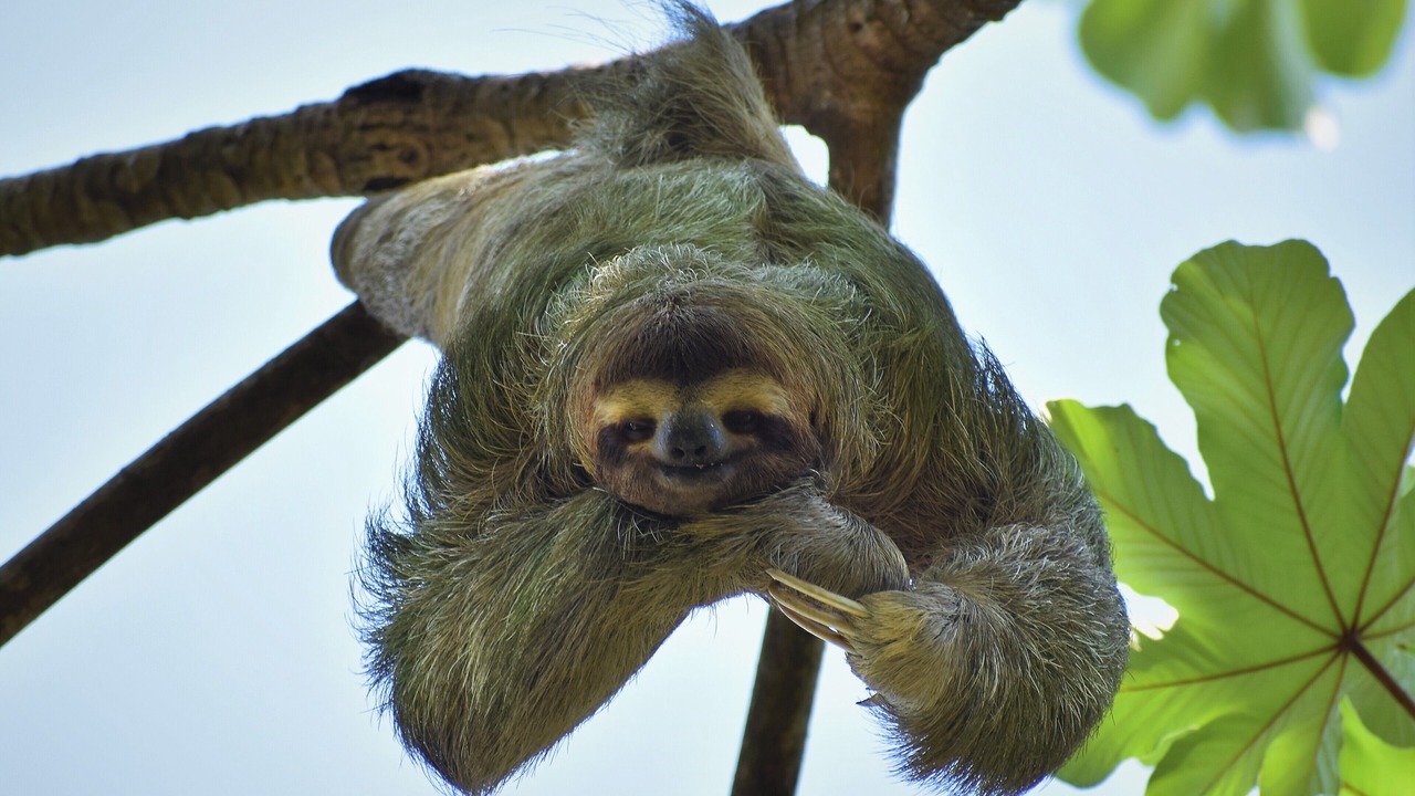 Photo of Others in Manuel Antonio