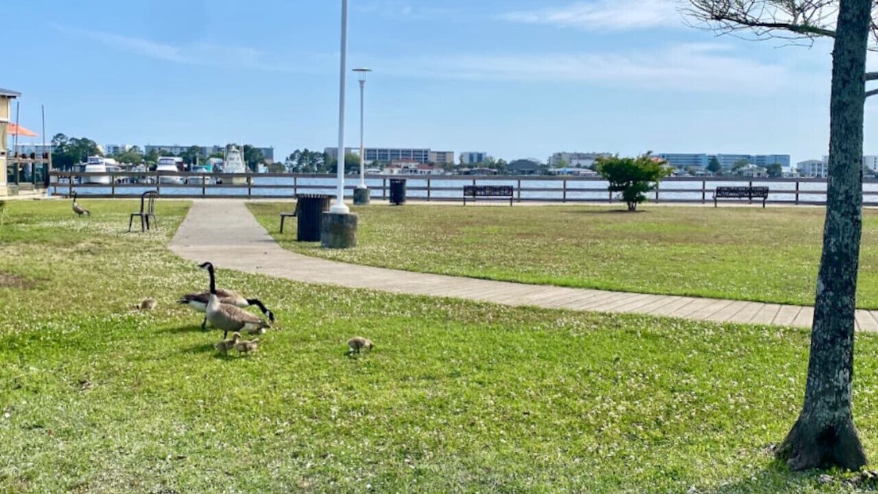 Photo of Others in Fort Walton Beach