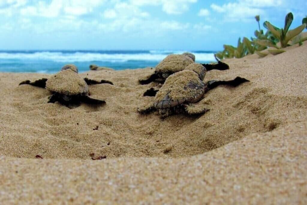 Photo of Others in Playa Grande