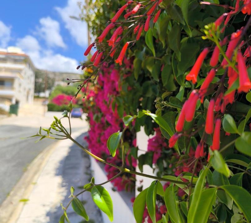 Photo of Others in Peyia Town