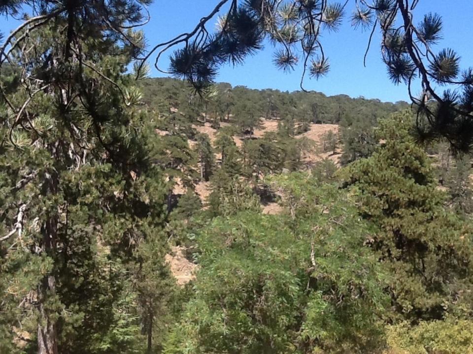 Photo of Others in Troodos