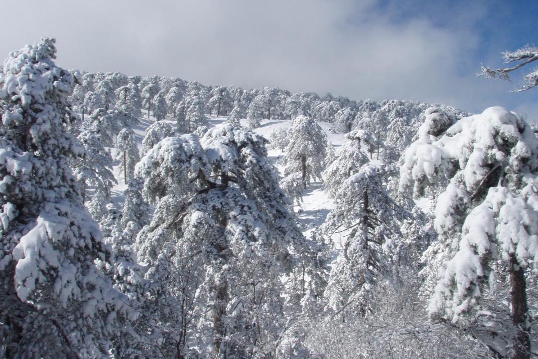 Photo of Others in Troodos